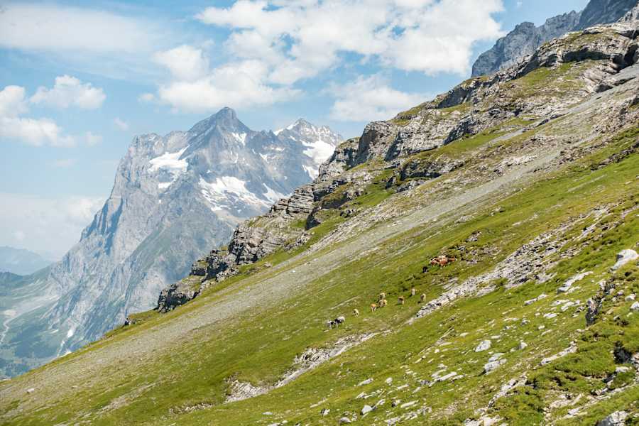 Wetterhorn vom Eiger-Trail aus