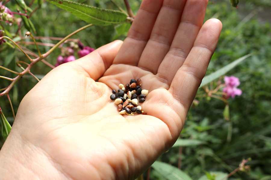 Die Samen des Springkrauts