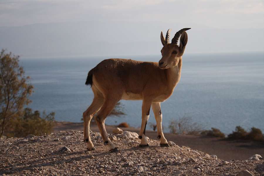 Wüstenwandern Israel