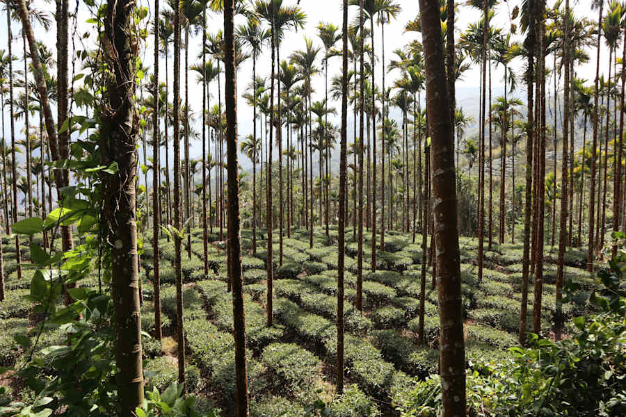 Taiwan Yushan Wandern