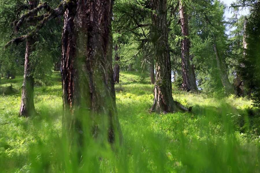 Wallis Galmihornhütte Wandern