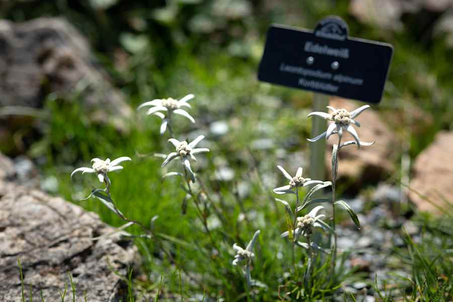 Edelweiß Alpenblumengarten