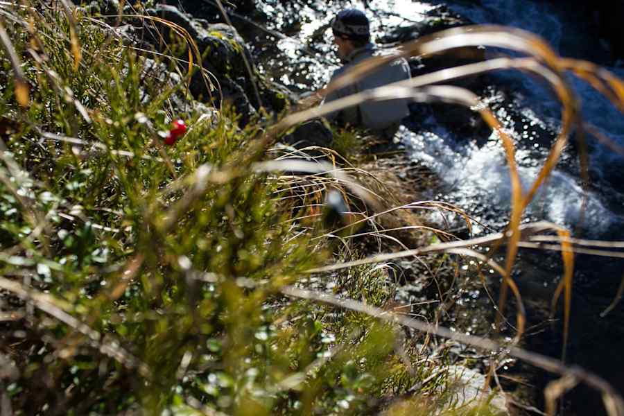 Zwischen Moosbeeren und Preiselbeeren bahnt sich der Bach seinen Weg