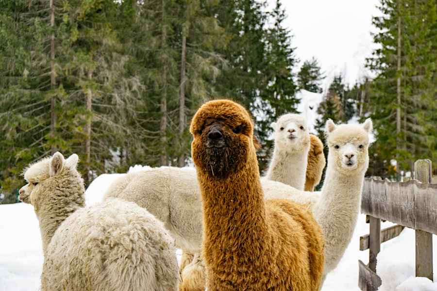 Die Alpakas sind für einen Winterspaziergang allzeit bereit.
