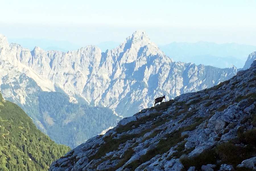 Gesäuse: Gams am Fels