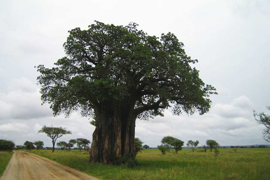 Baobab: Afrikanischer Affenbrotbaum