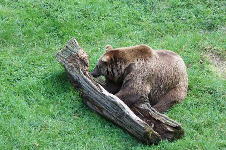 Bär Bayerischer Wald