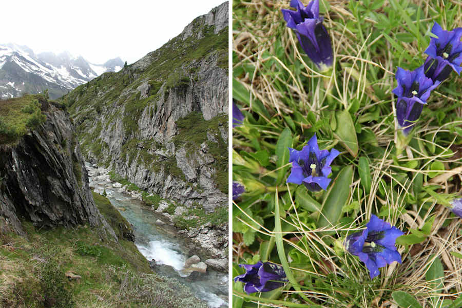 Die Freiwilligen helfen mit, die Kulturlandschaft der Alm zu erhalten - unter anderem den Enzian