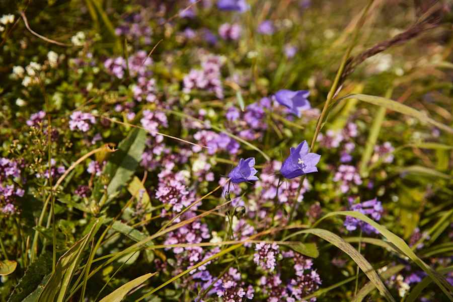Blumenvielfalt im Naturpark Ammergauer Alpen