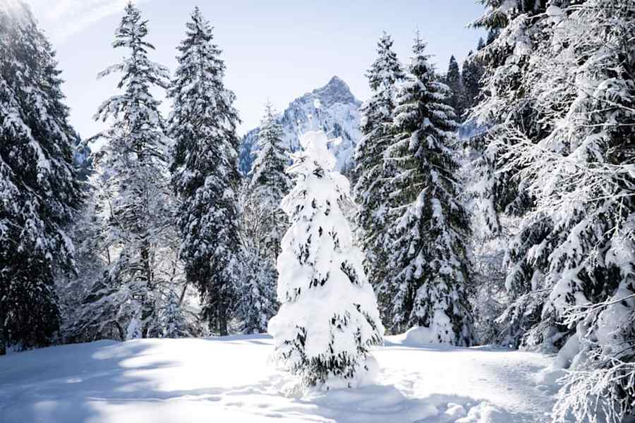 Der Zauberwald von Hinterstein im Oberallgäu