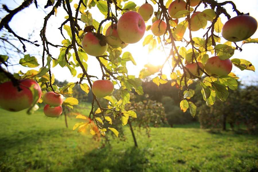 Apfelbäume in der Südsteiermark