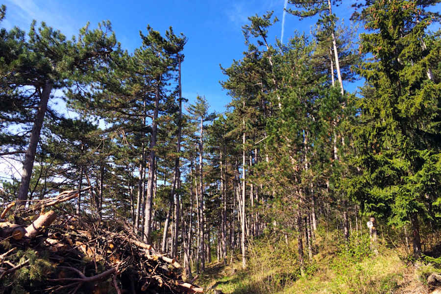 Flatzer Wand - Gösing