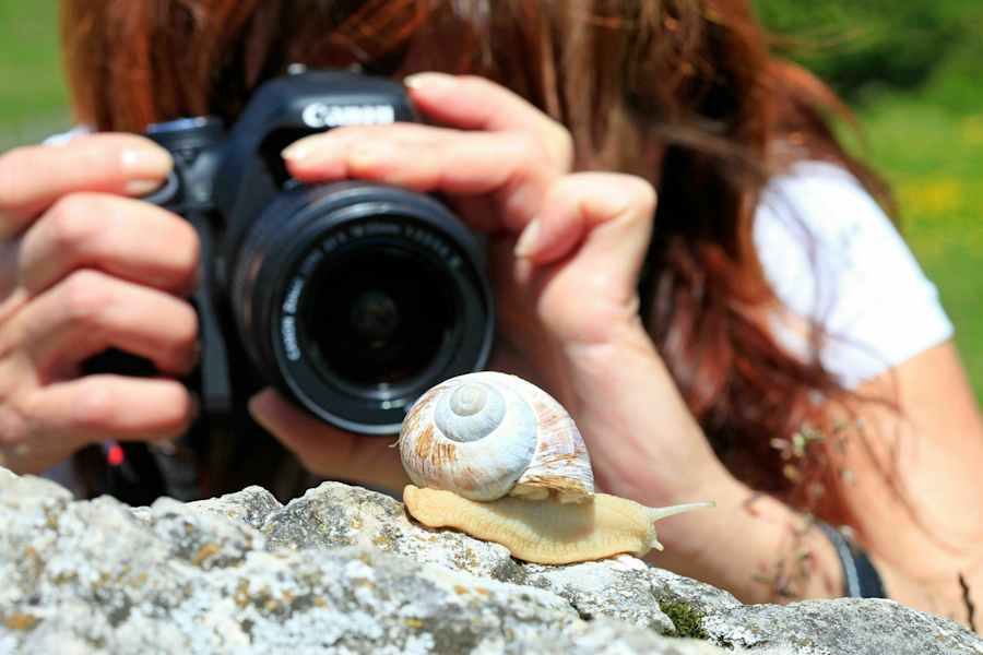 Schnecke vor der Linse