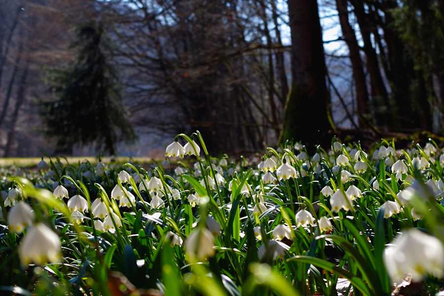 Frühling im Polenztal im Elbsandsteingebirge