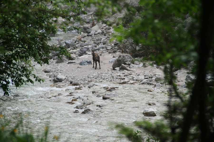 Eine Gämse ist der einzige Begleiter beim Heimweg