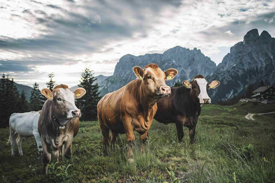Kühe bei der Mödlinger Hütte im Gesäuse