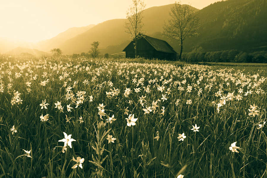 Botanische Kostbarkeiten westlich von Admont: Narzissenwiese im Gesäuse