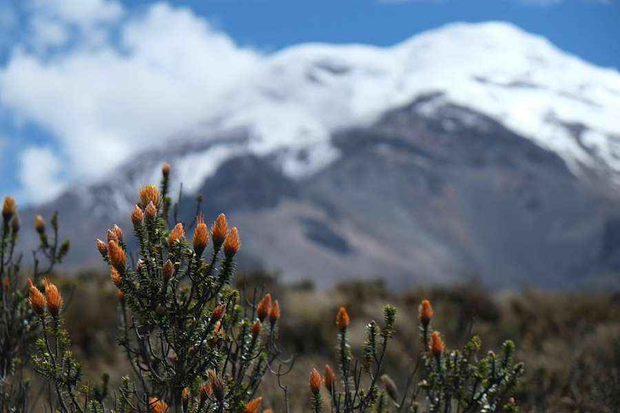 Flora am Fuße des Chimborazo in Ecuador