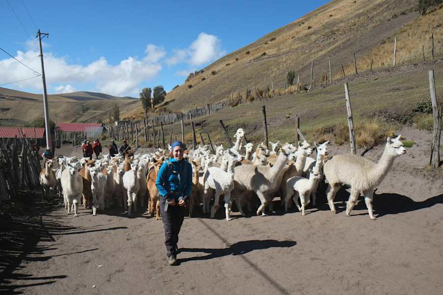 Lamas Alpakas Ecuador