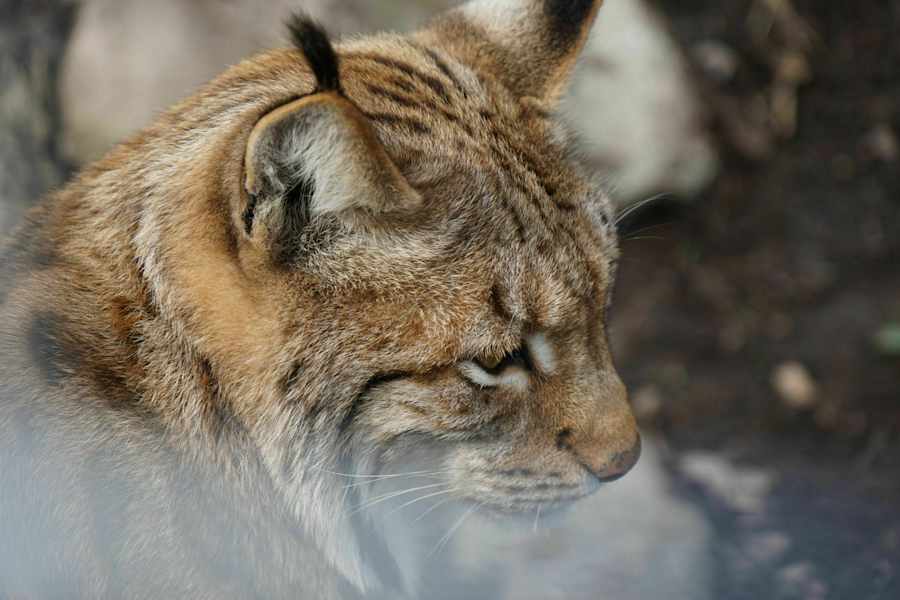 Der Luchs findet im Nationalpark Kalkalpen wieder eine Heimat.
