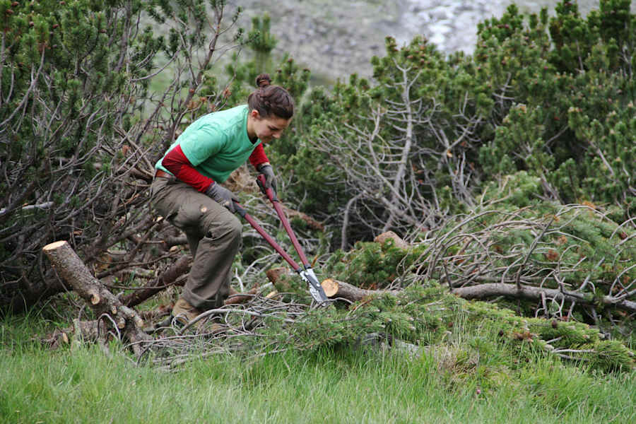 Das Schwenden der Latschen gehört zu den Hauptaufgaben bei diesem Bergwaldprojekt