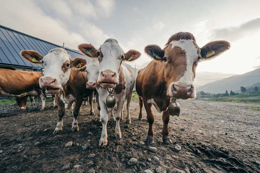 Auf der Milchstraße am Karnischen Höhenweg dreht sich alles um die Kuh.