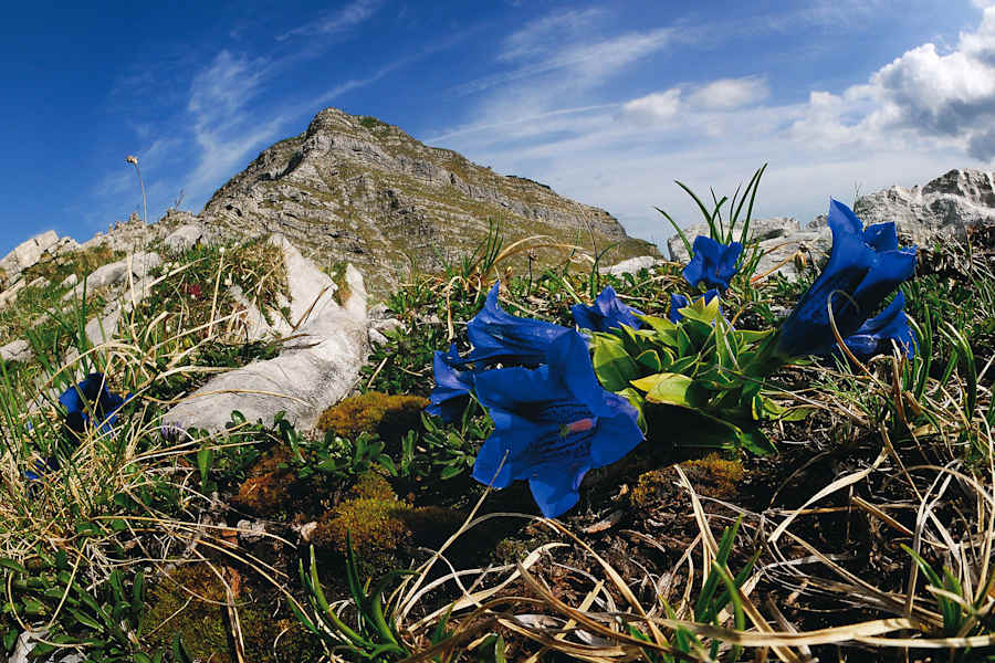 Karwendel: Enzian vor dem Gipfel des Schafreuters