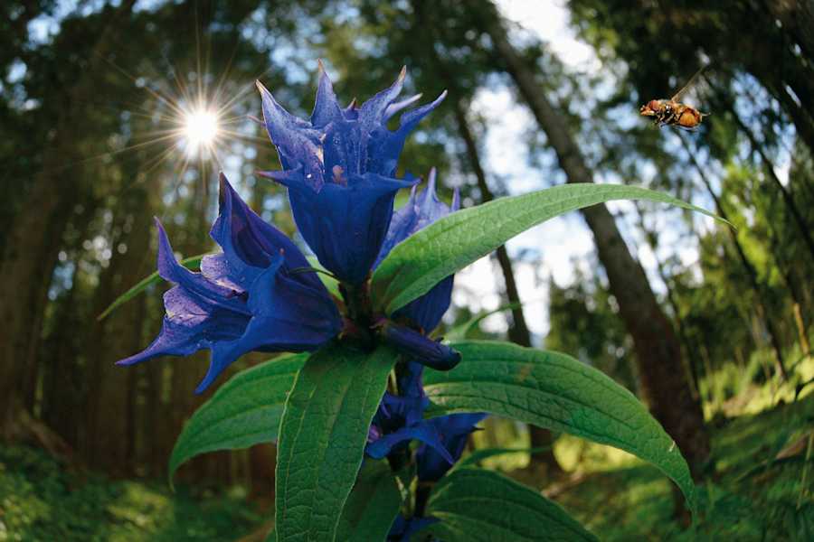Am Großen Ahornboden im Karwendel: Schwalbenwurz-Enzian