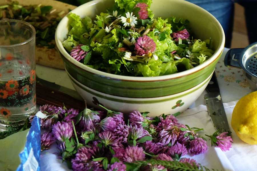 Kräuterwandern: Zubereitung eines Wildkräutersalats