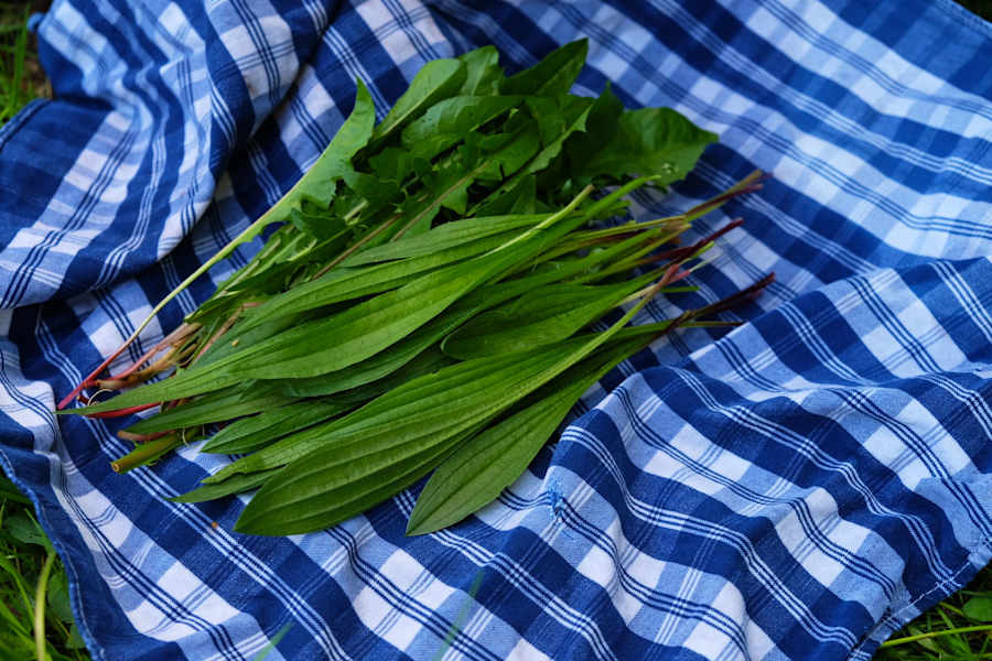 Kräuterwandern: Löwenzahn und Spitzwegerich