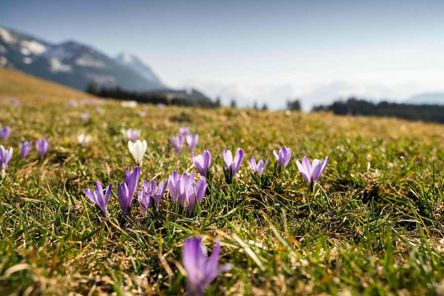 Lila Krokusse auf einer Wiese bei Oberstdorf im Allgäu