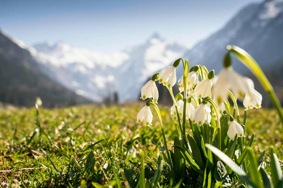 Märzenbecher im Trettachtal
