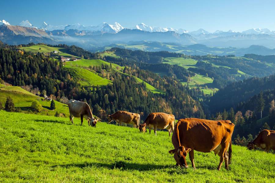 Weidekühe im Emmental (Berner Mittelland)