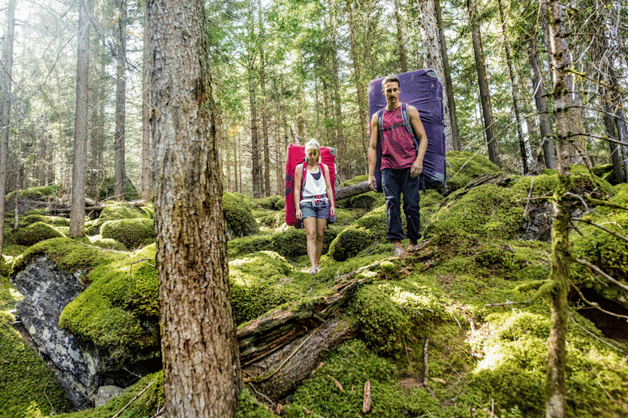 Auf grünen Wegen durch den lichten Wald