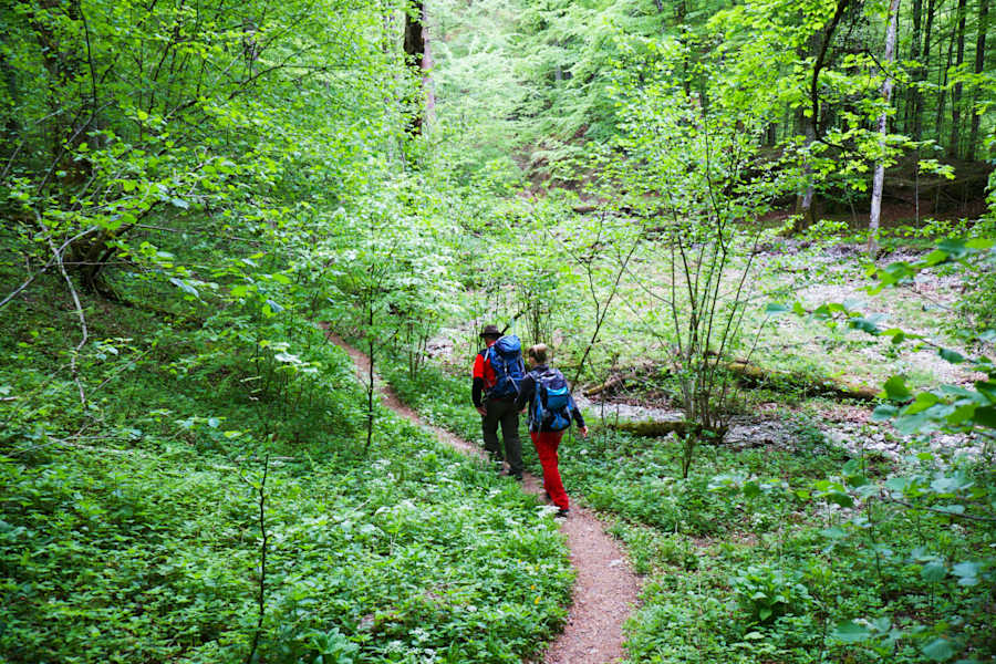 Streifzug durch die Wälder des Nationalparks Kalkalpen