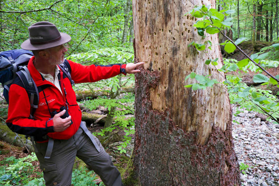 Nationalpark Kalkalpen: Specht-Spuren im Holz