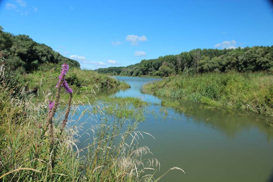 Seitenarm der Donau bei Regelsbrunn