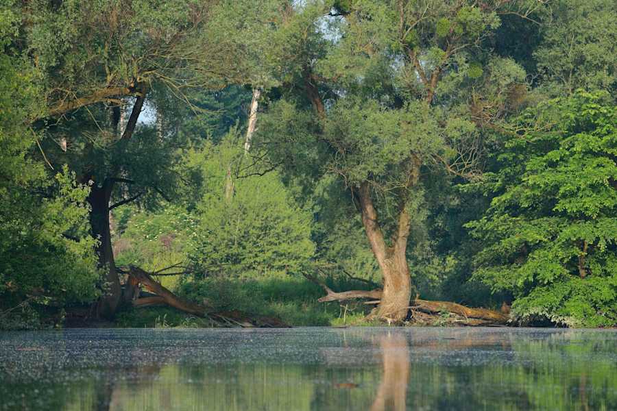 Altarm der Donau in der Spittelauer Au