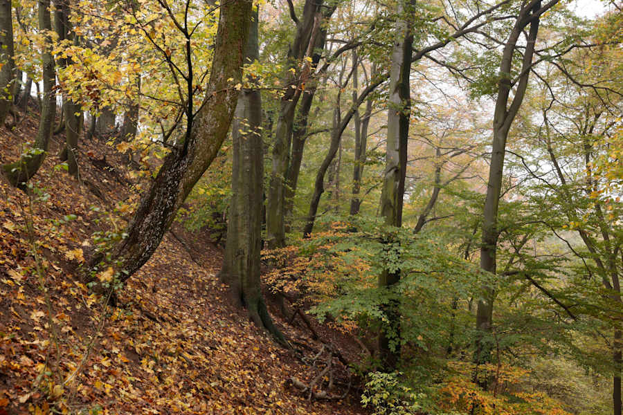 Hangwald mit Rotbuchen bei Maria Ellend