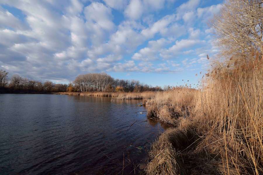 Schilf in der Panozzalacke