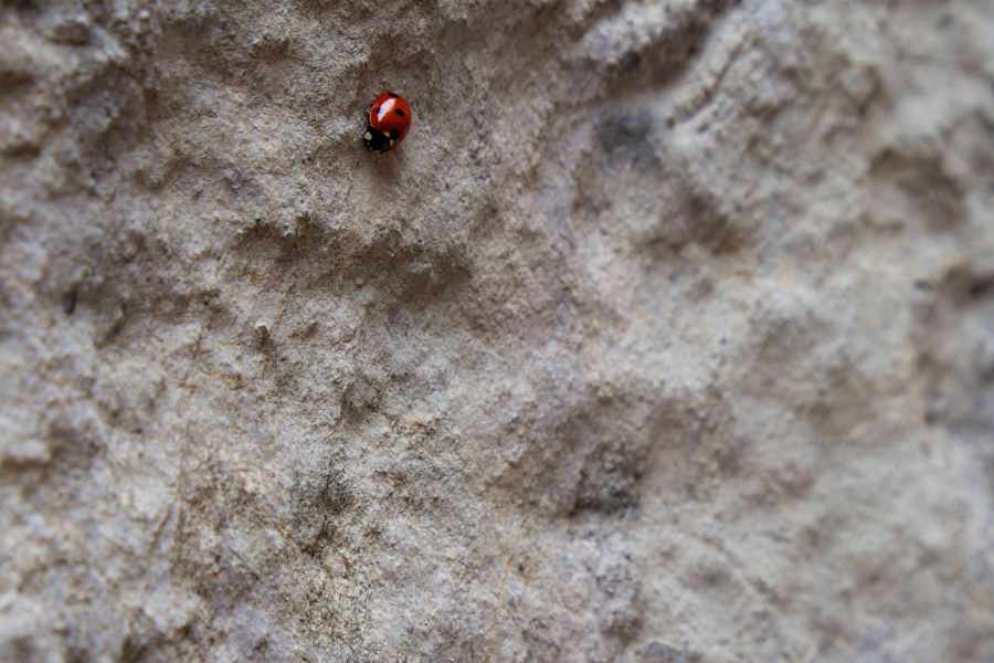 Weil sich die Braunbären leider nicht fotografieren ließen, hier ein Marienkäfer zur Entschädigung