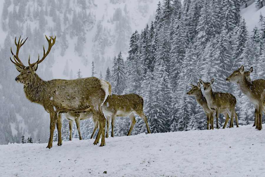 Bergwelten ServusTV Gebirgsjagd
