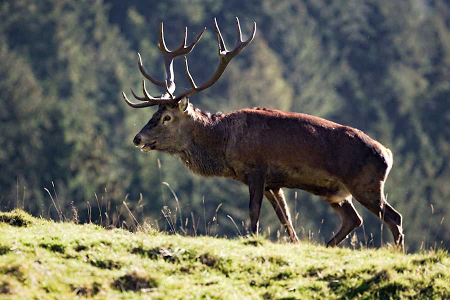 Bergwelten ServusTV Gebirgsjagd