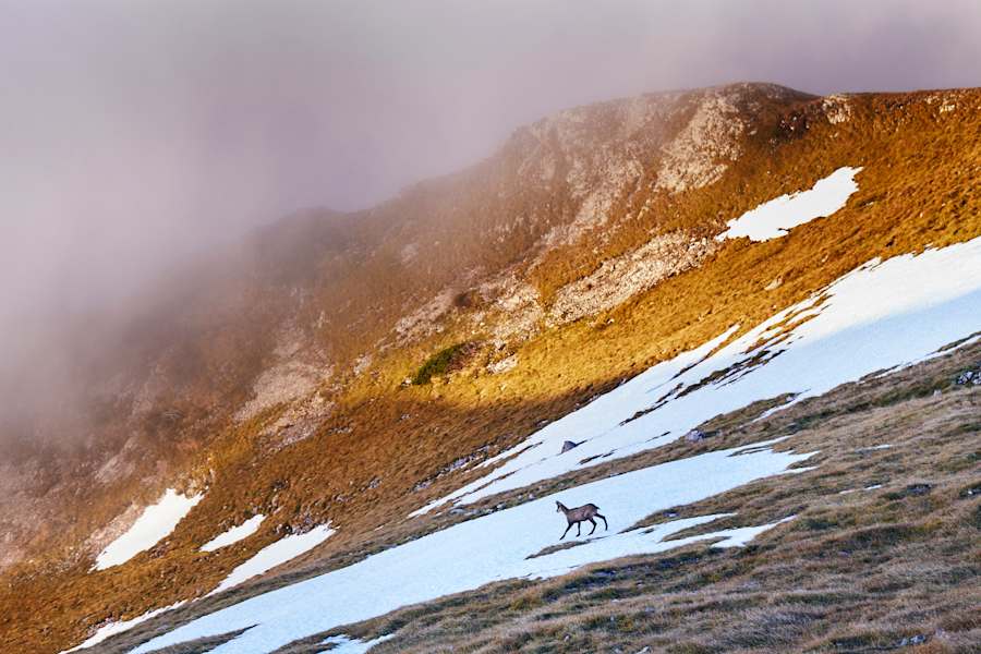 Berggams: Ein viel beobachteter und gern gesehener Gast auf dem Hochplateau der Rax