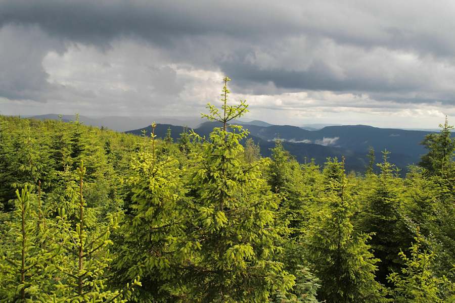 24 h Trophy: 24 Stunden wandern im Schwarzwald