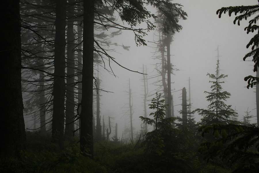 24 h Trophy: 24 Stunden wandern im Schwarzwald