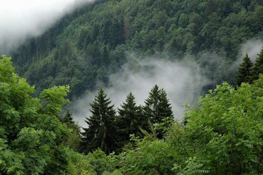 Unterwegs im Schwarzwald
