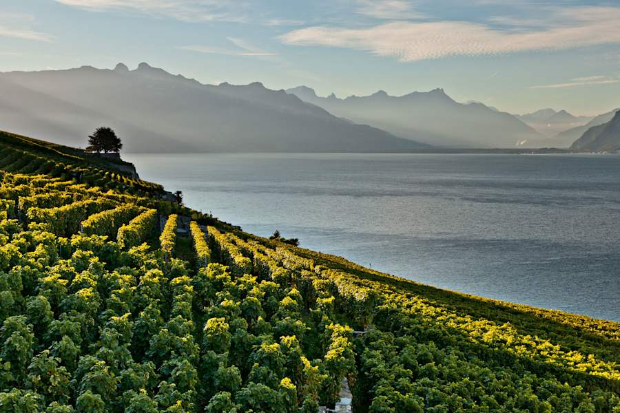 Unesco Lavaux Genfersee