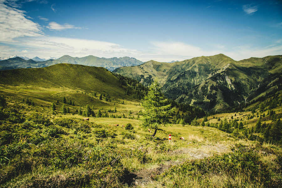 Über die Almwiesen geht es weiter zum Karteistörl (2.145m)