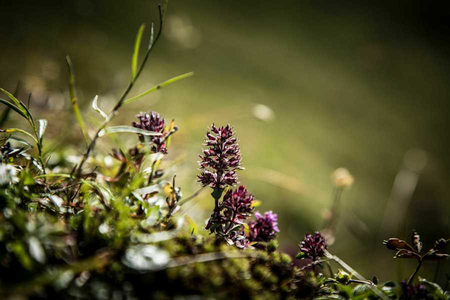 Almwiesen & Blumen auf dem Weg zum Karteistörl